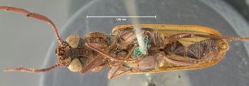 Media type: image;   Entomology 34047 Aspect: habitus ventral view